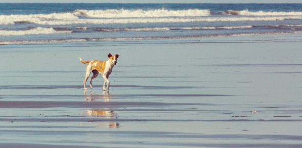 Which Survirors Dog Are You Personality Quiz ProProfs Quiz